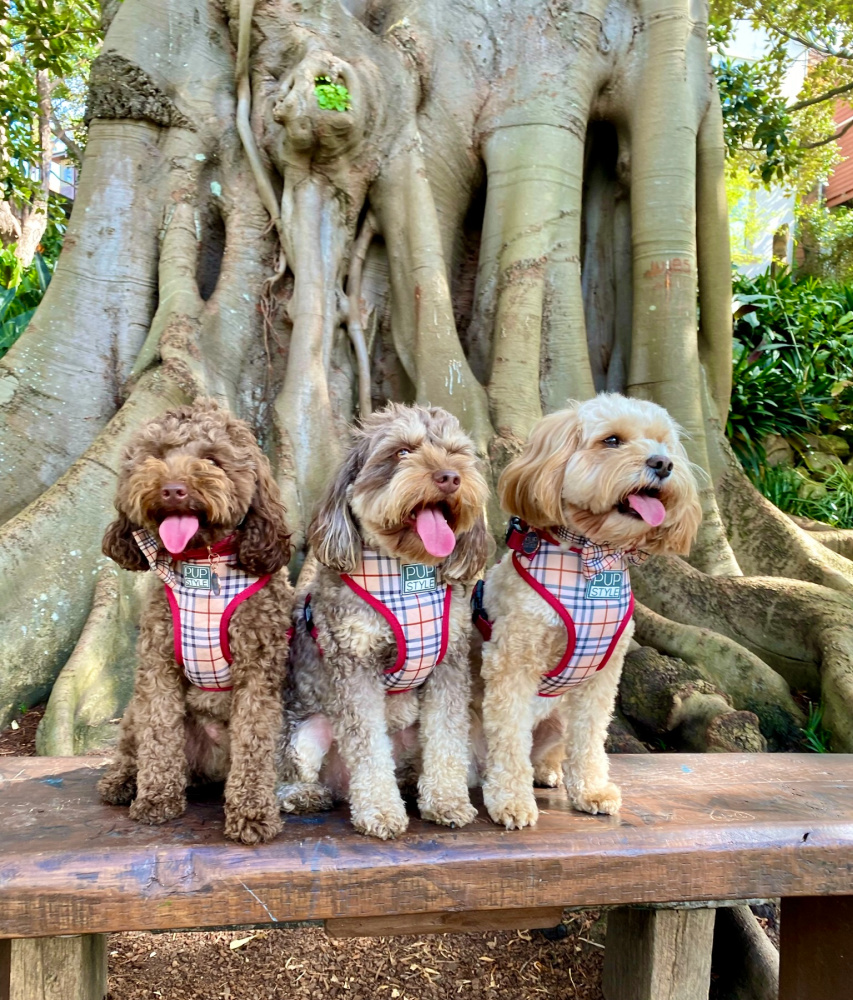 three cavoodles sitting on a bench wearing matching checked harnesses with a large tree trunk in background