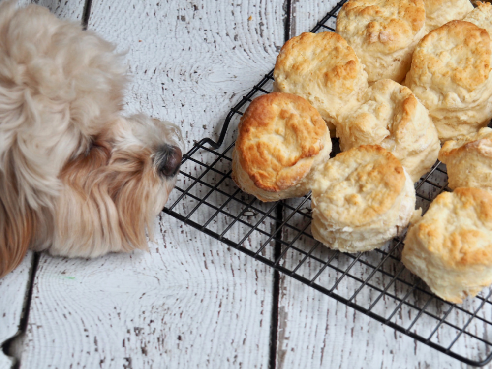 dog sniffing scones on cooling rack