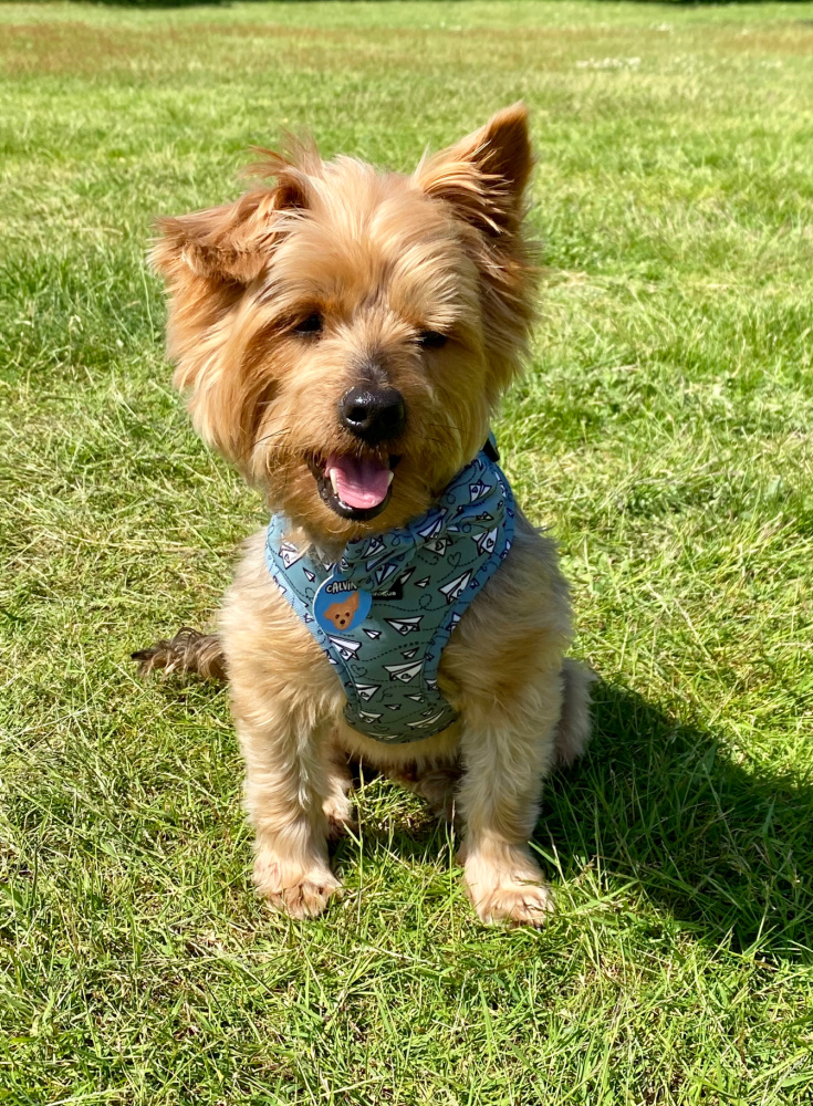 Yorkshire terrier sitting down on the grass with his tongue out