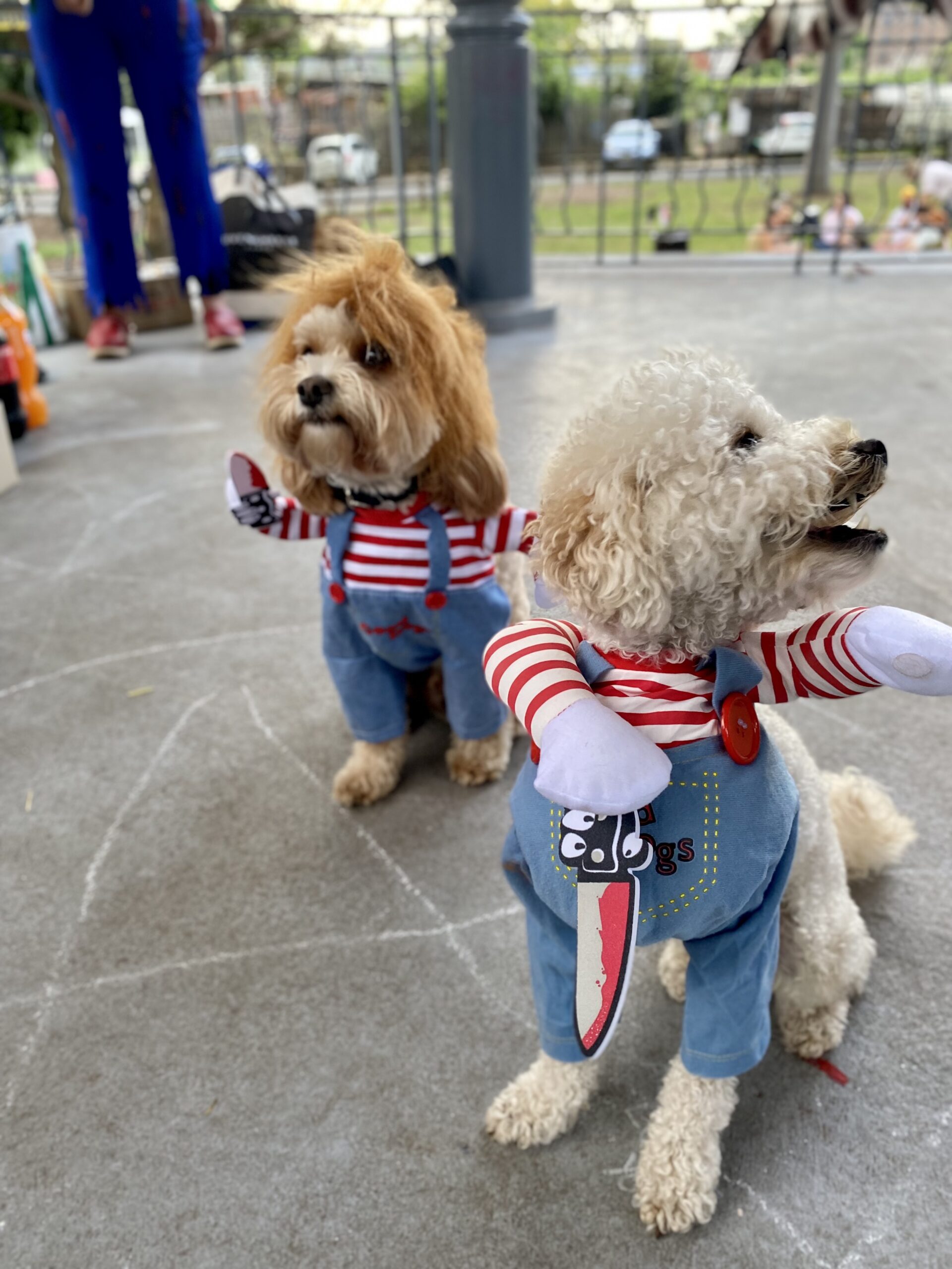 two poodle cross dogs both wearing chucky outfits for halloween