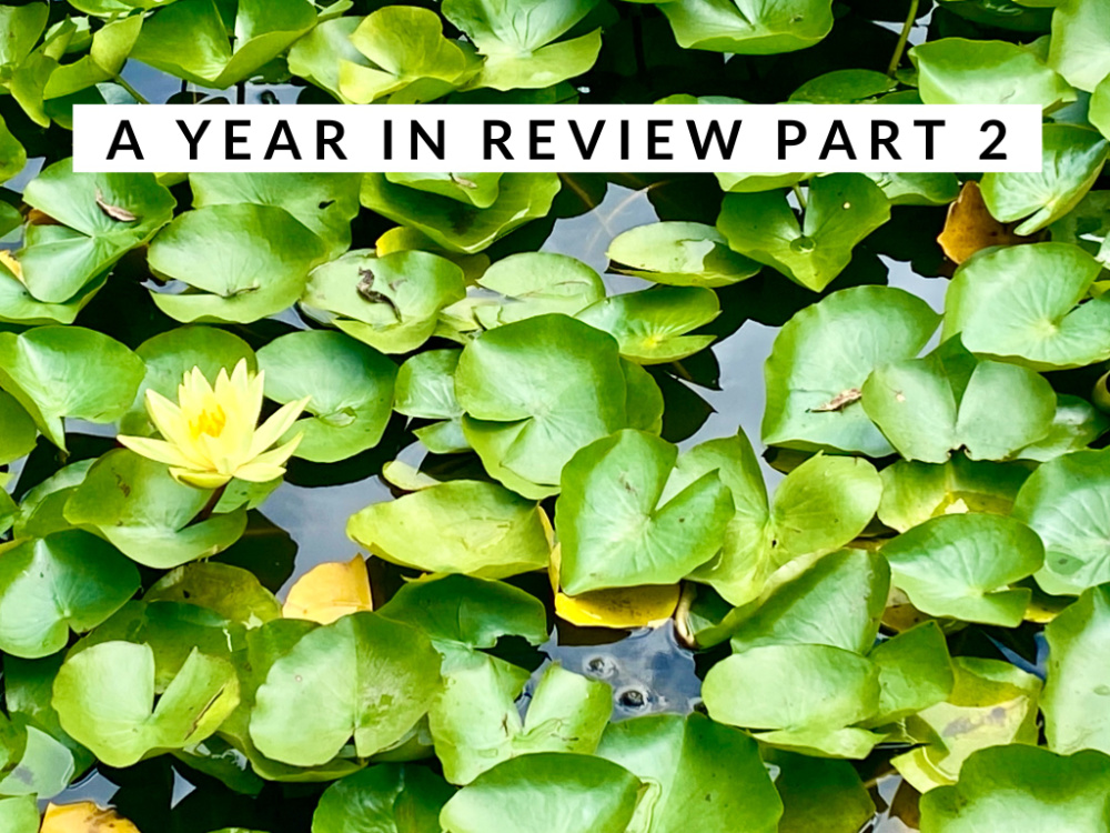 lilly pond with one yellow lily