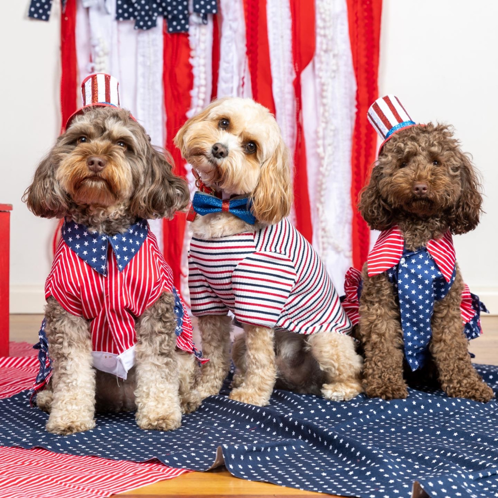 three cavoodles sitting in front of an American flag