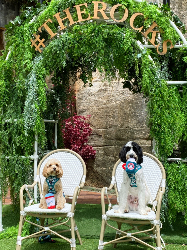 a cavoodle and a labradoodle sitting with plush egg nog and puppacino toys in front of a leafy arch with gold letters reading the rocks