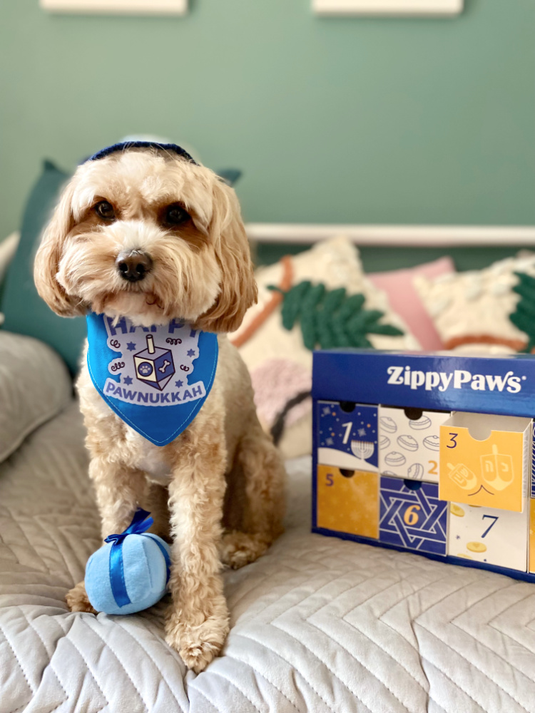 cavoodle sitting on a bed wearing a kippah and a hanukkah bandana