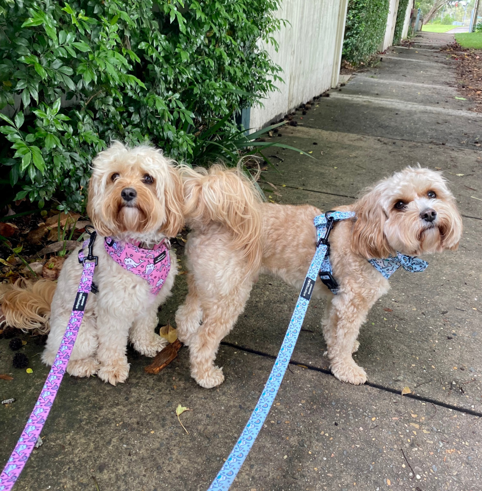 two cavoodles in matching his and her harnesses