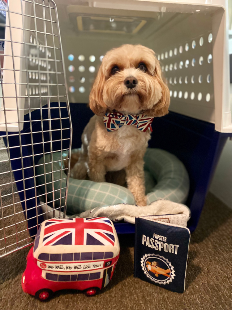 cavoodle in union jack bow tie sitting in airline crate with door open