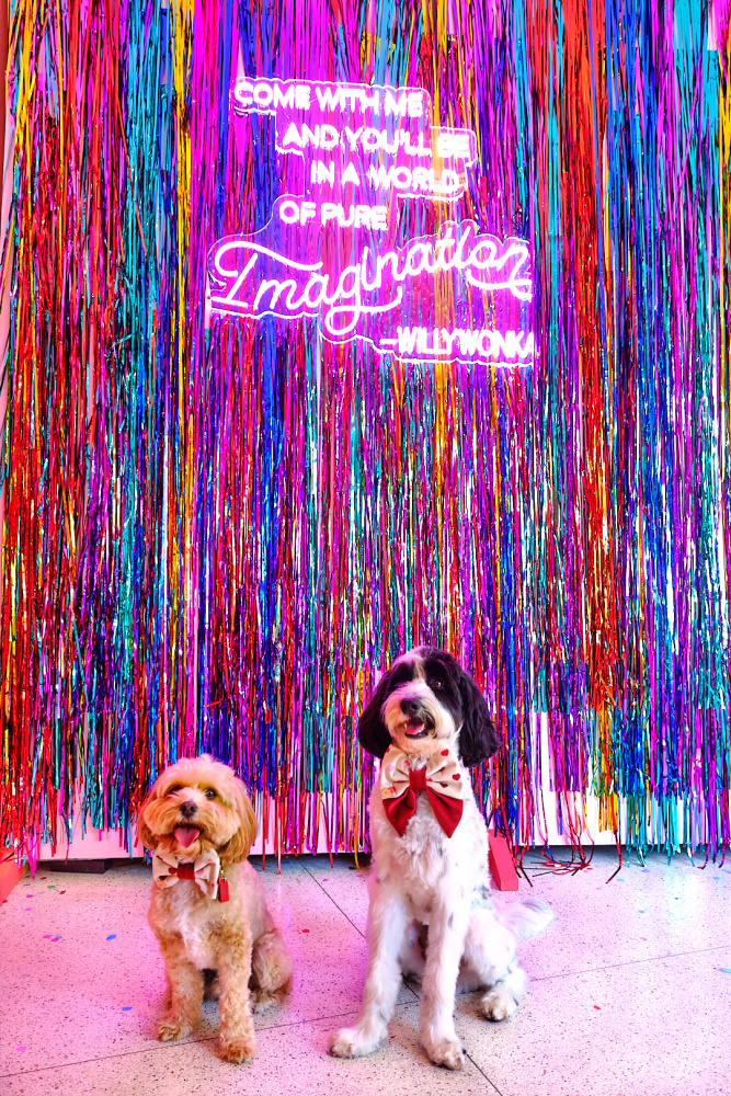 a cavoodle and a labradoodle sitting in front of a glitter background with a willy wonka quote on a neon sign