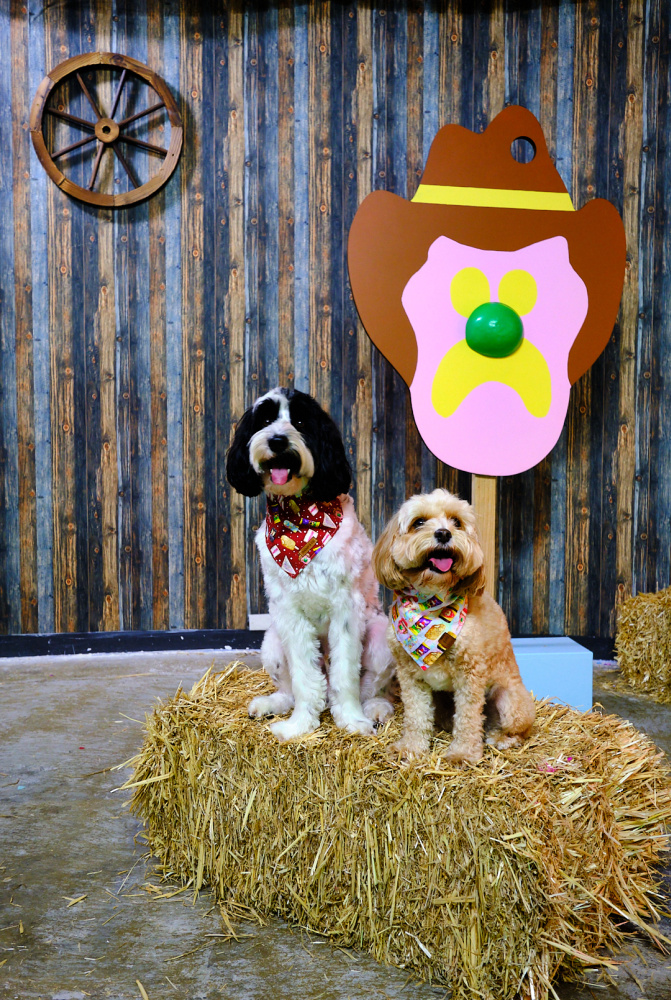 a labradoodle and a cavoodle sitting on a hay bale in front of a giant bubble o bill