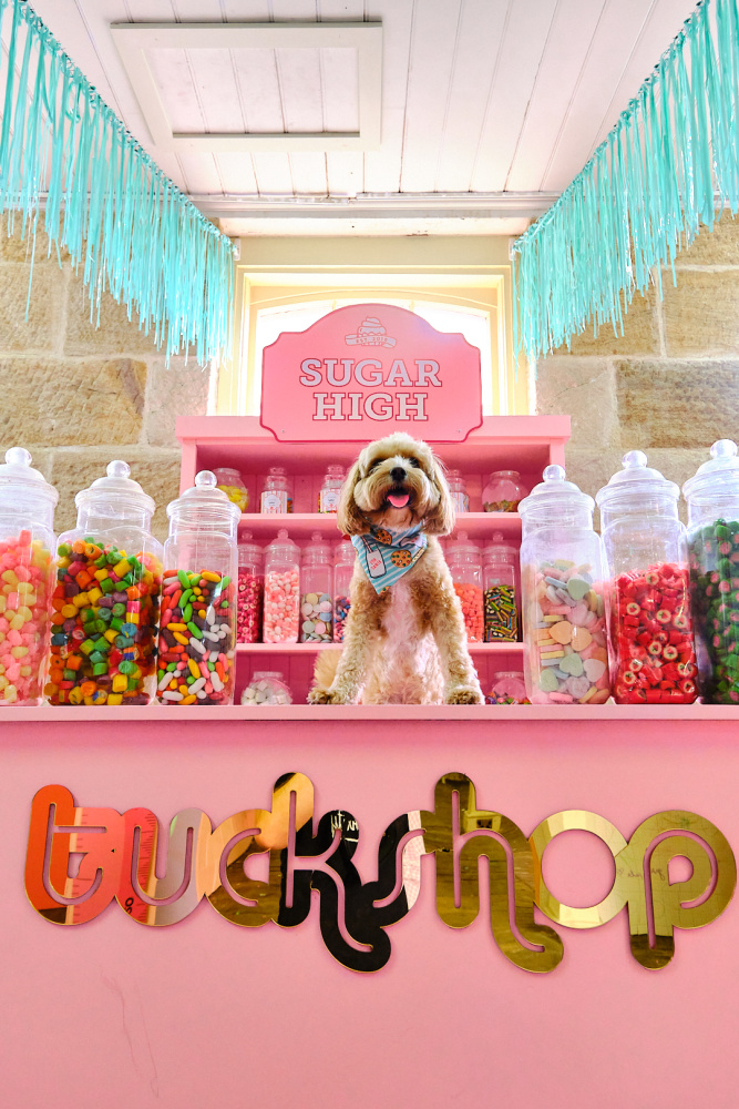 dog with his paws on the counter of a candy store surrounded by big jars of candy