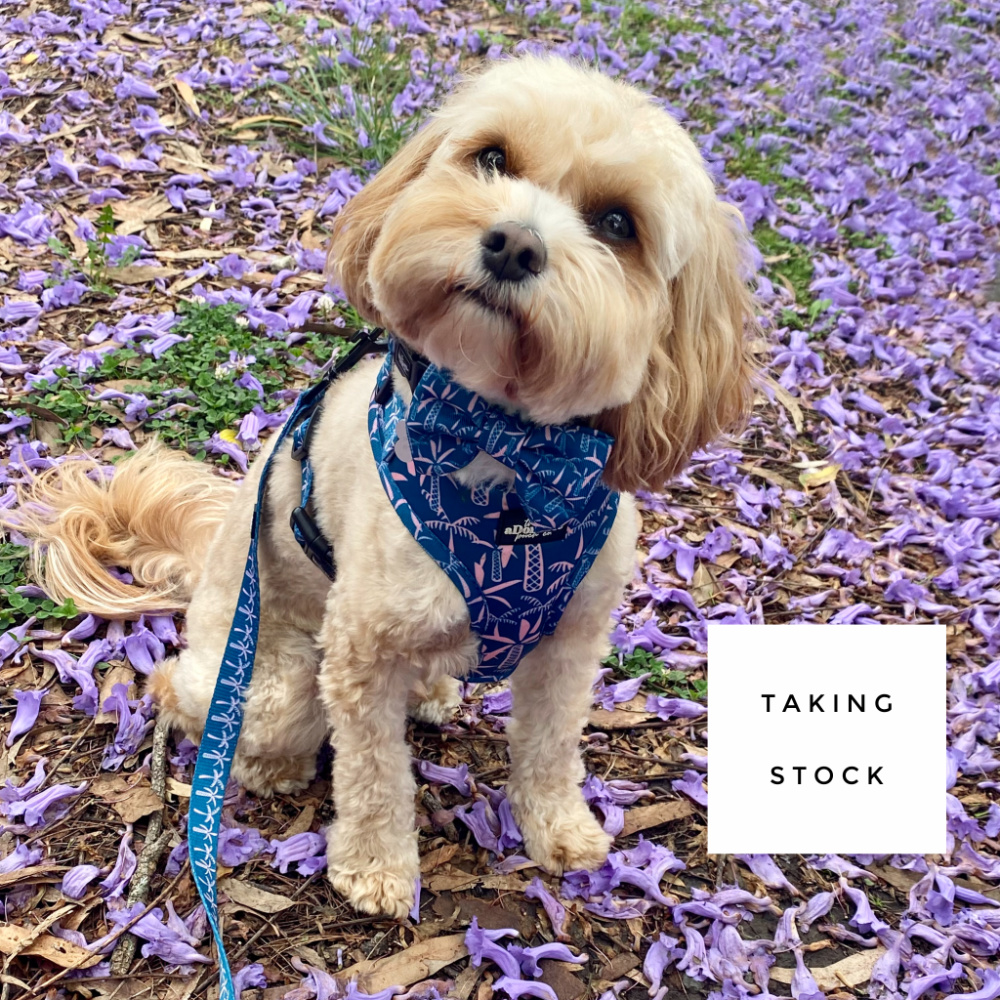 cavoodle sitting on fallen jacaranda flowers