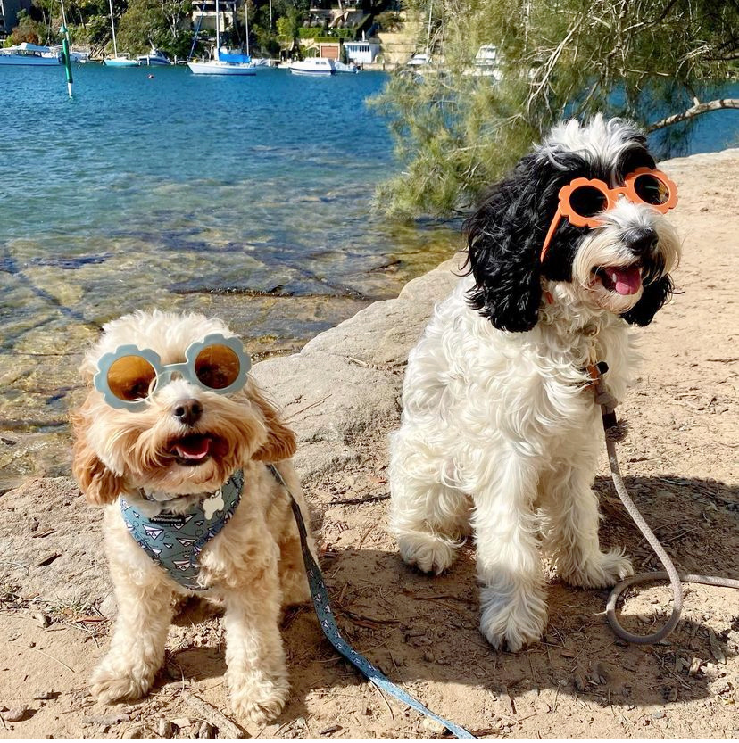 a cream cavoodle and black and white labradoodle wearing bear sunglasses sitting on a rock by the waters edge