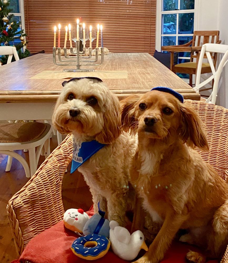 a curly haired and a straight haired cavoodle both wearing kippot in front of a menorah lit with all candles
