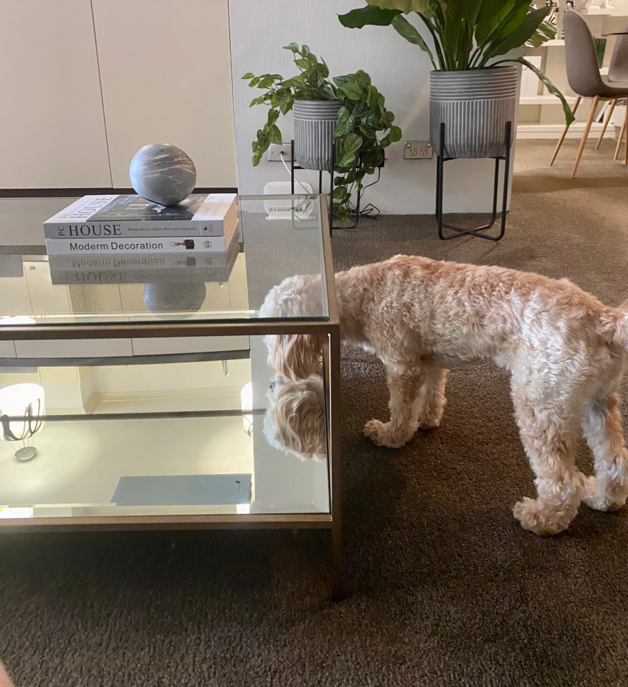dog looking at his own reflection in mirrored table