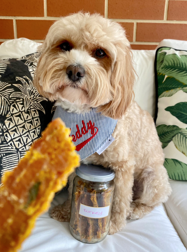 dog staring at turkey treat