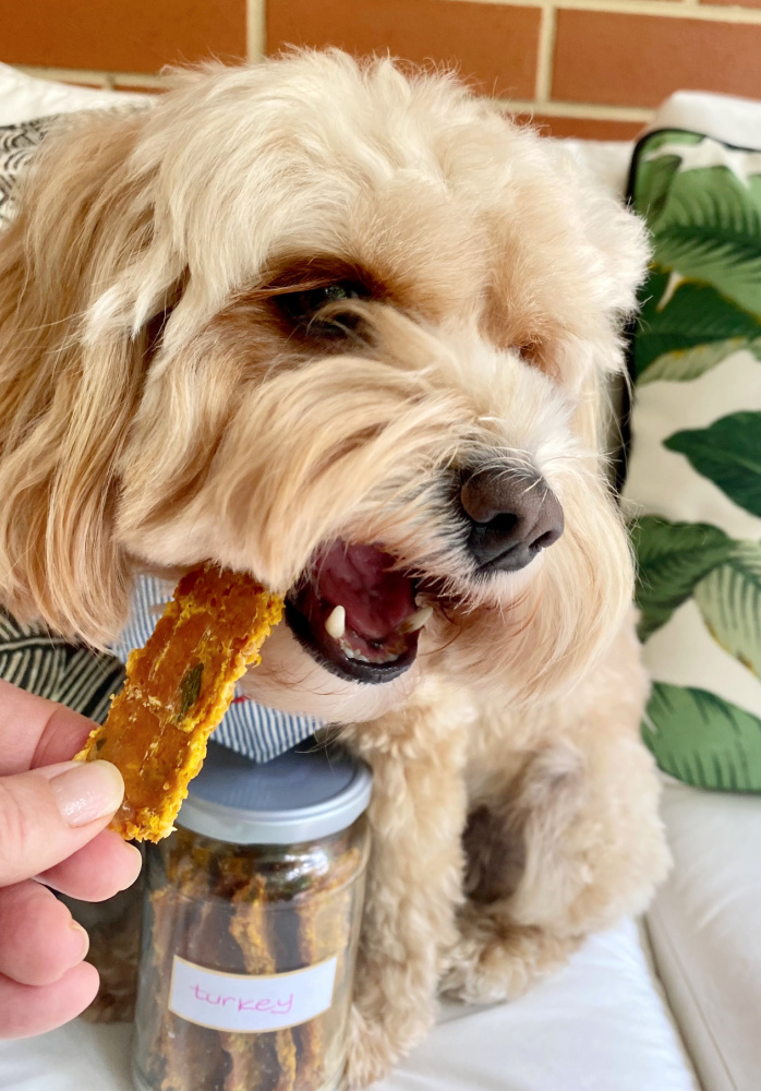 cavoodle with mouth open about to bite down on a homemade turkey stick