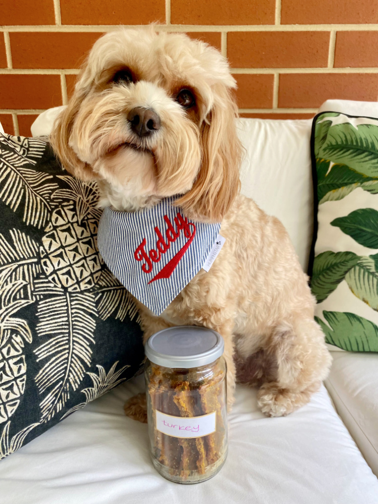cavoodle wearing a bandana saying Teddy and sitting with a jar of treats 