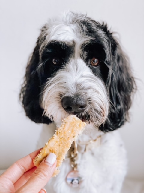 black and white labradoodle looking at a turkey and pumpkin dog treat