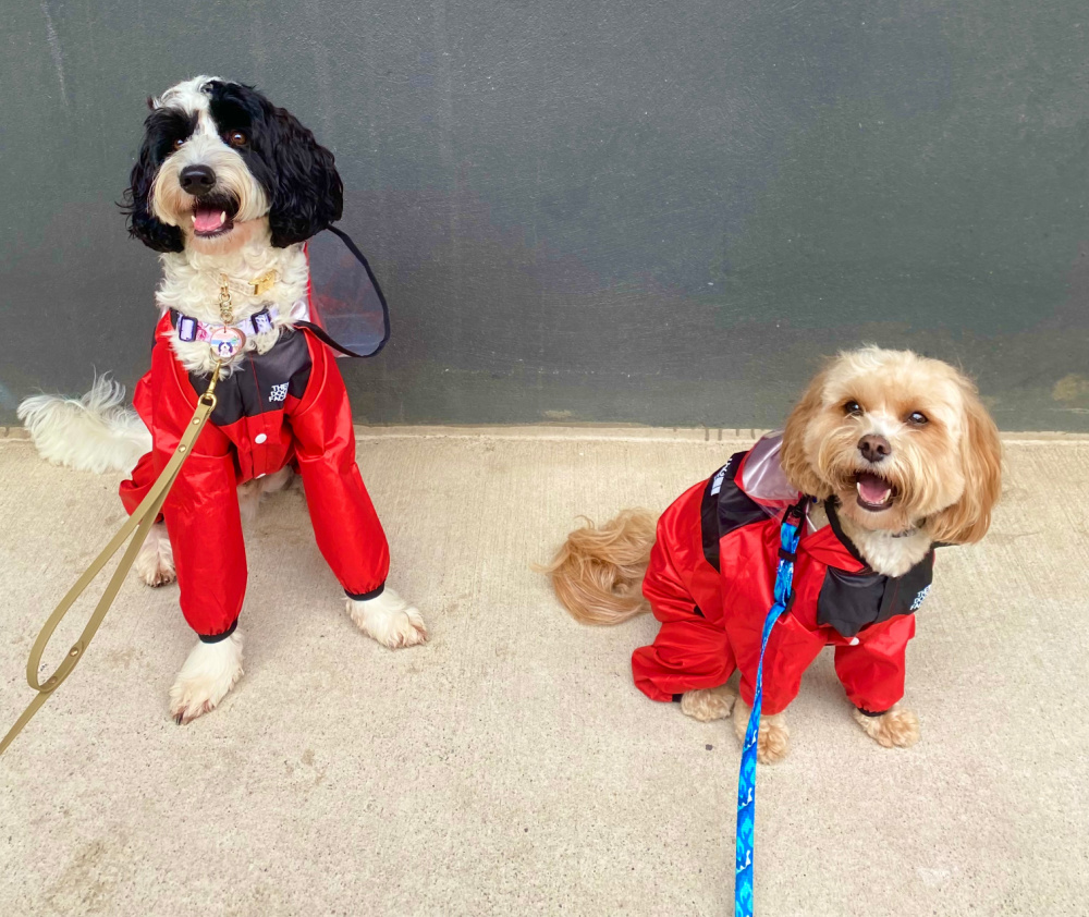 a black and white labradoodle and a small cavoodle sitting in front of a grey wall wearing matching red raincoat jumpsuits
