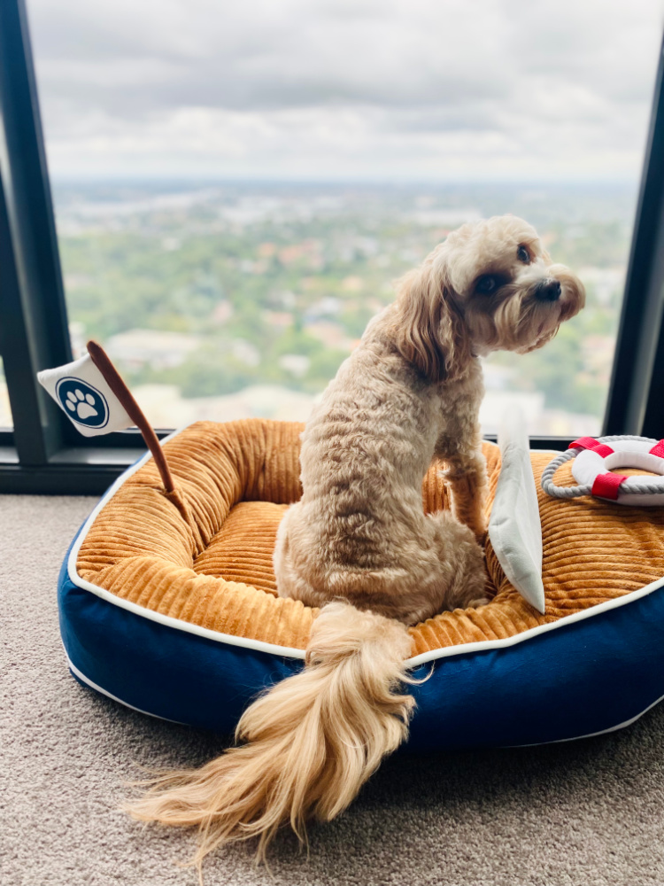 cavoodle sitting in a boat shaped bed in front of picture window looking back into the room