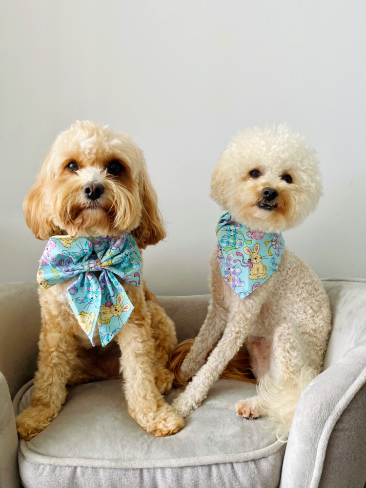 a cavoodle and white poodle cross sitting on a grey velvet pet sofa staring at the camera wearing an easter bunny sailor bow and bandana