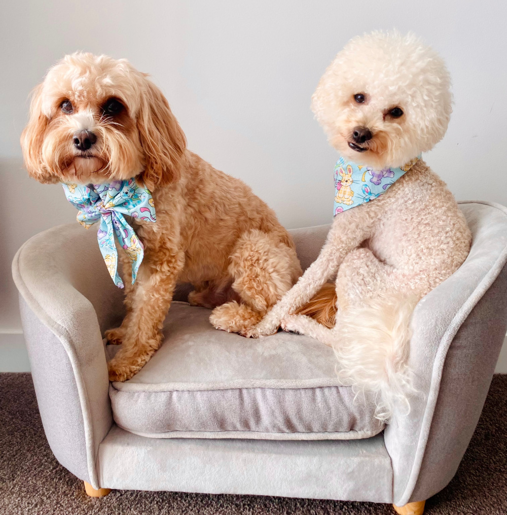 a cavoodle and a white poodle sitting on a pet sofa and looking at the camera