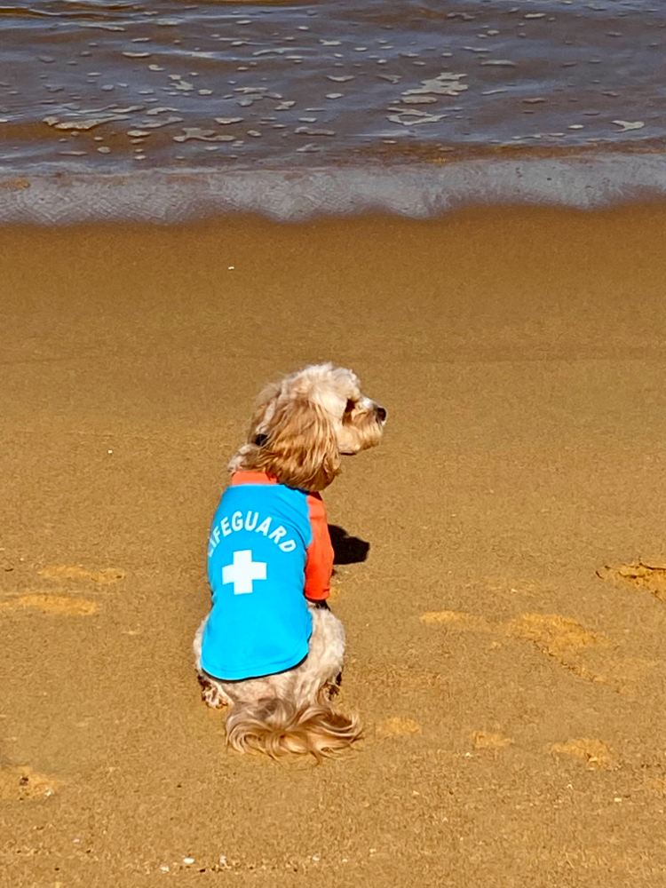 cavoodle wearing lifeguard rash vest looking out at ocean sitting on a beach