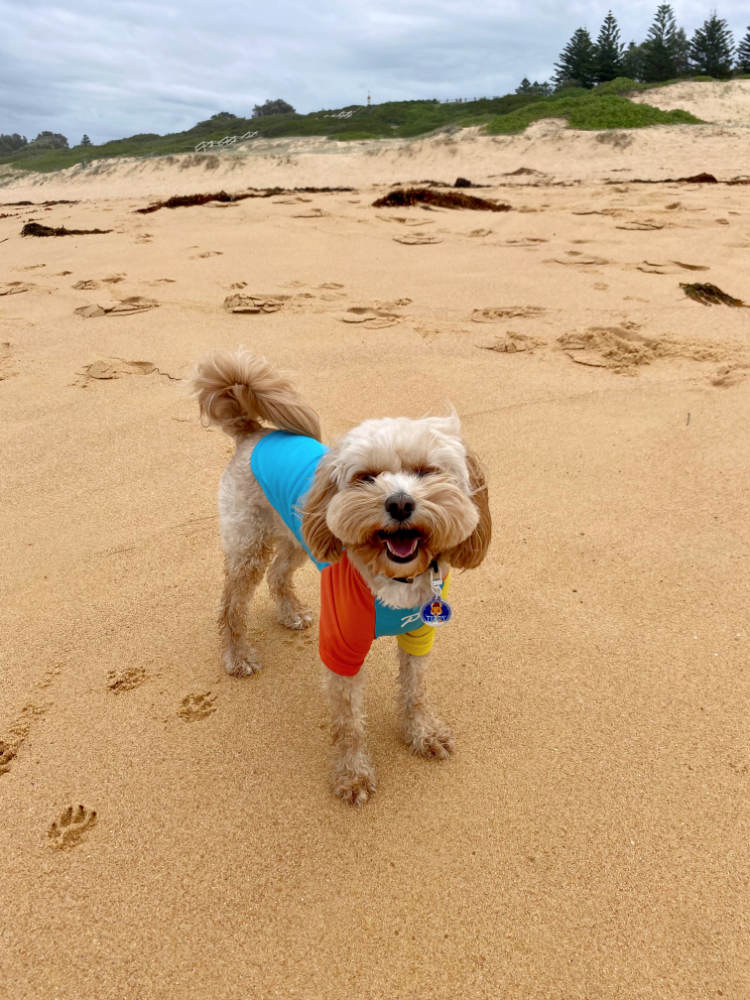 smiling dog wearing lifeguard rash vest standing on beach