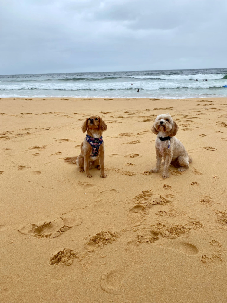 two dogs sitting on the sand with the ocean in the background