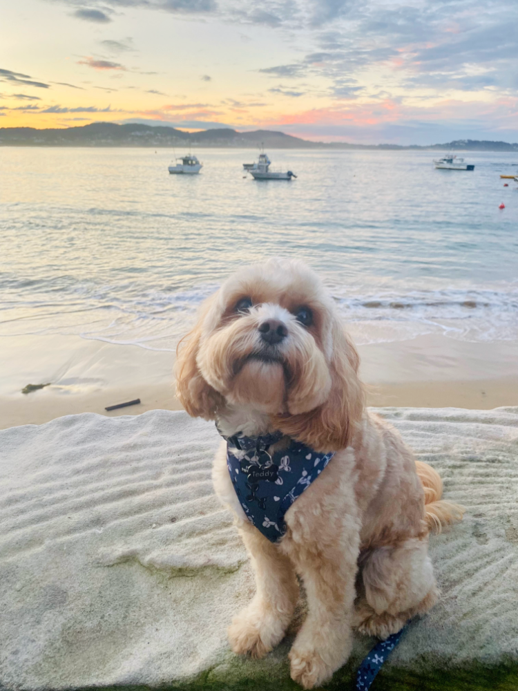 dog sitting on beach wall with pastel coloured sunset in the background