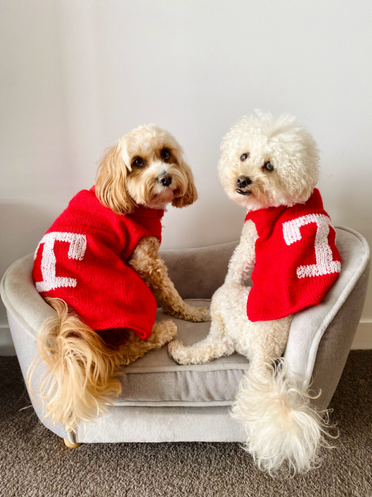 two small fluffy dogs sitting on a grey velvet pet sofa wearing matching red woolly sweaters looking back at the camera