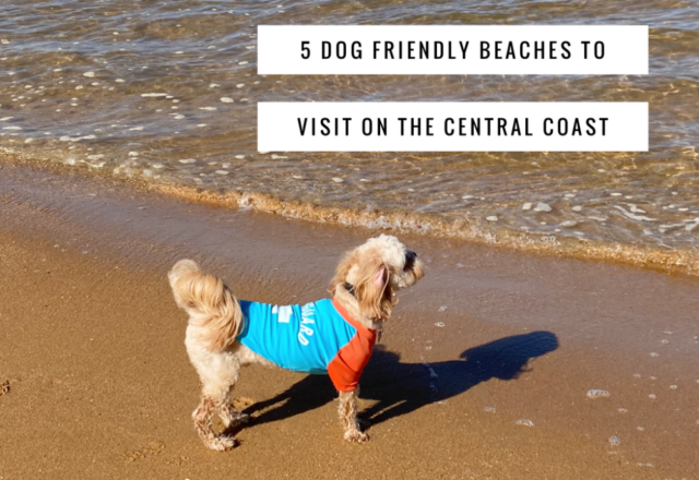 5 Dog Friendly Beaches to Visit on the Central Coast
