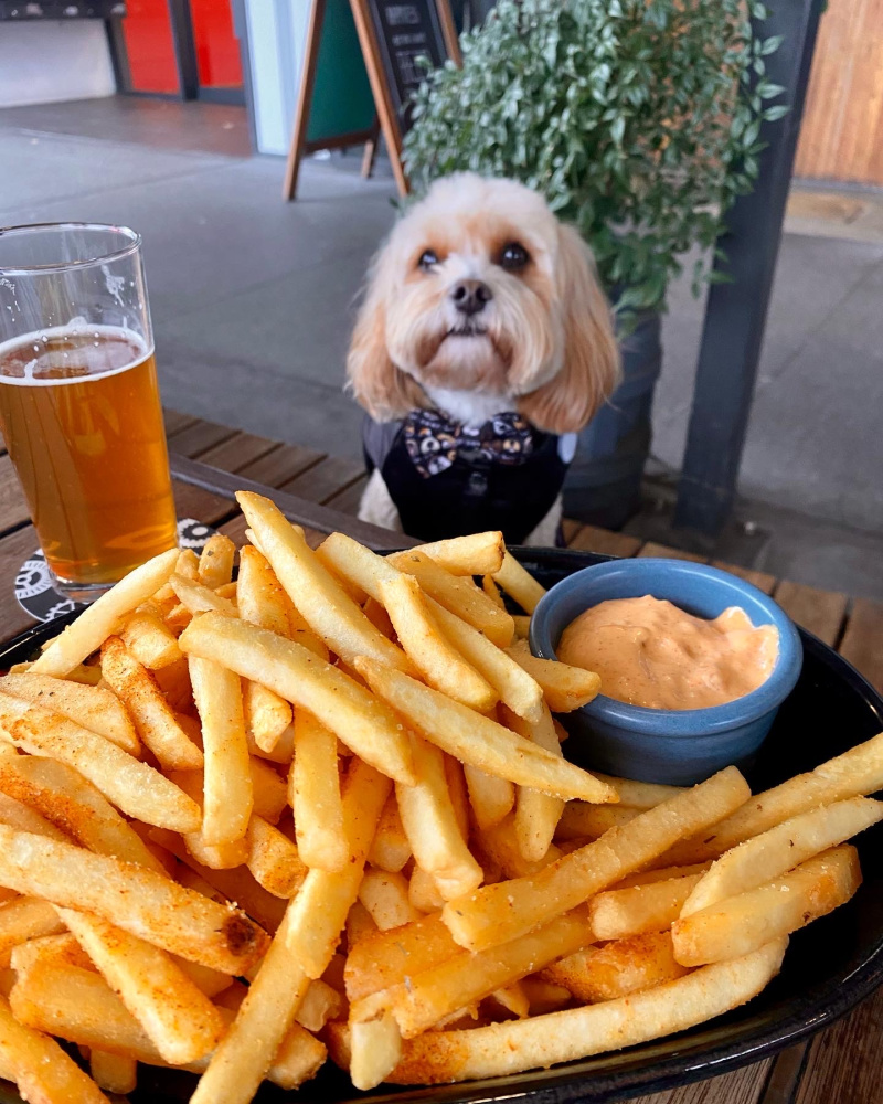 a dog is sitting at a table with a pint of beer and a large plate of fries in front of him