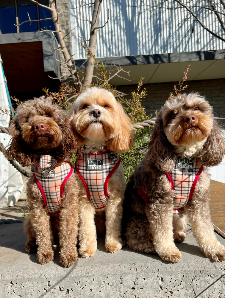 three cavoodles wearing matching harnesses sitting on a wall
