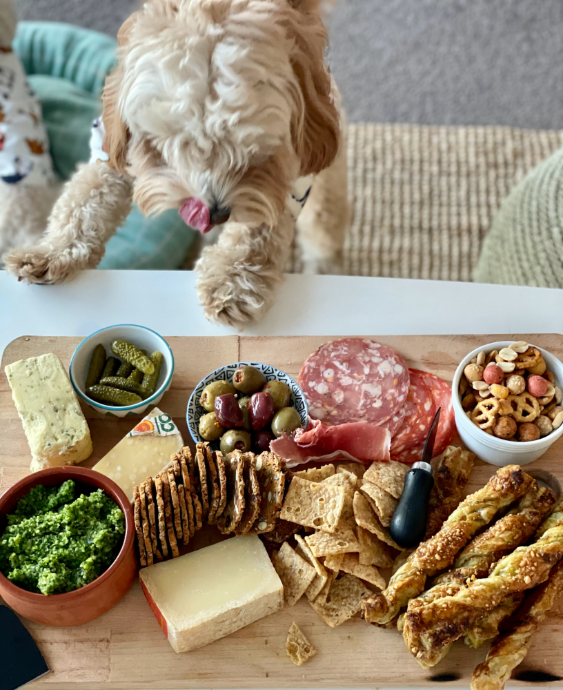 dog standing on coffee table licking his lips trying to get to a cheese board