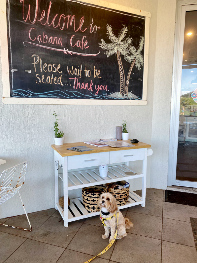 dog sitting by butchers block