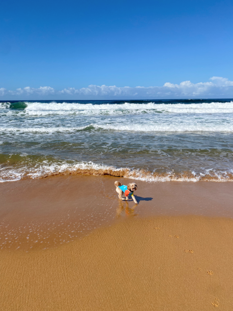 cavoodle at ocean waves on beach