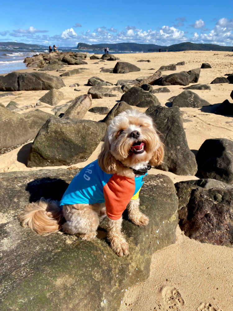 cavoodle wearing lifeguard rash vest smiling and sitting on the rocks on a beach