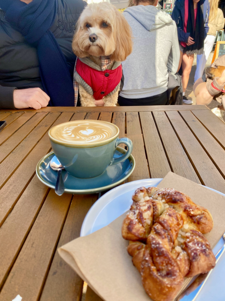 a cavoodle sitting on his dad's lap looking at a blue cup of coffee with coffee art and in the background a cinammon pastry