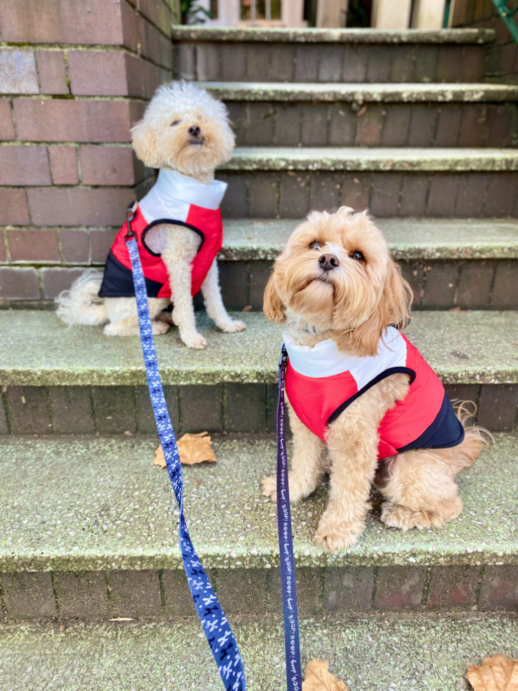 two small curly dogs wearing matching puffers with white, red and black stripes