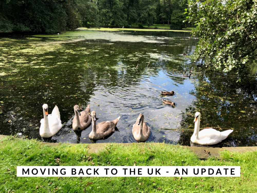 some swan bobbing at the edge of a lake