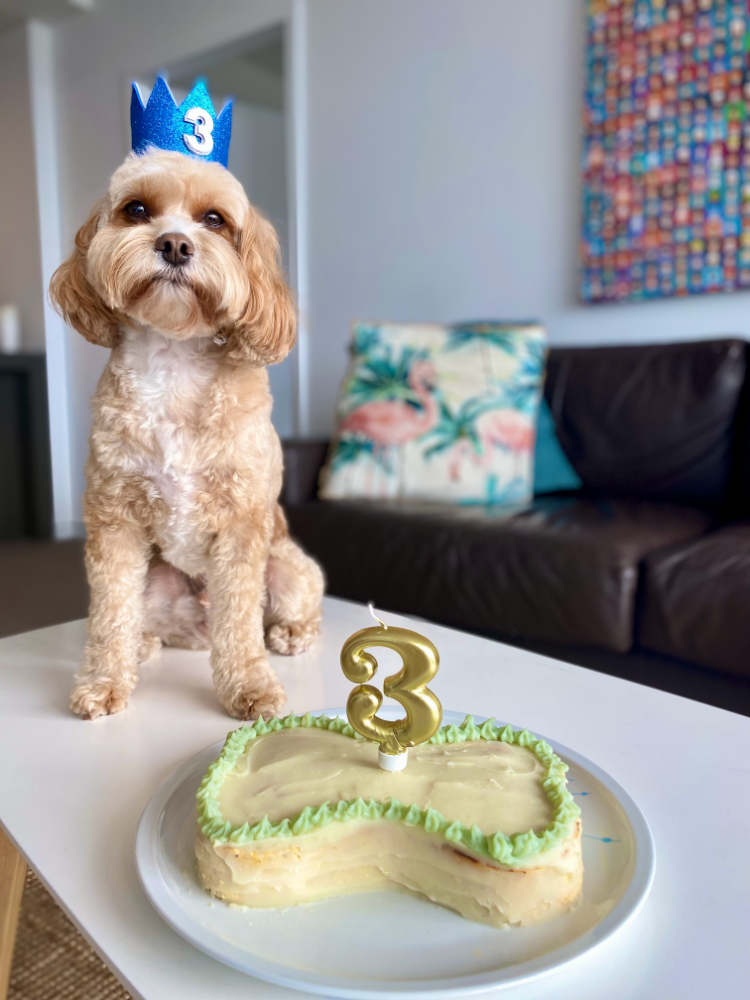 apricot cavoodle sitting on a coffee table wearing a glittery blue crown with a number 3 next to a bone shaped cake with a number 3 candle