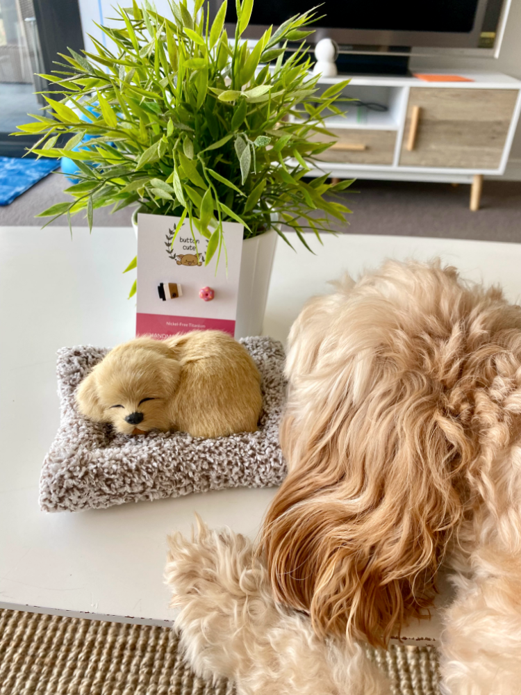 looking at back of dogs head as he puts his paw up on to a low table to look at a toy that looks just like him