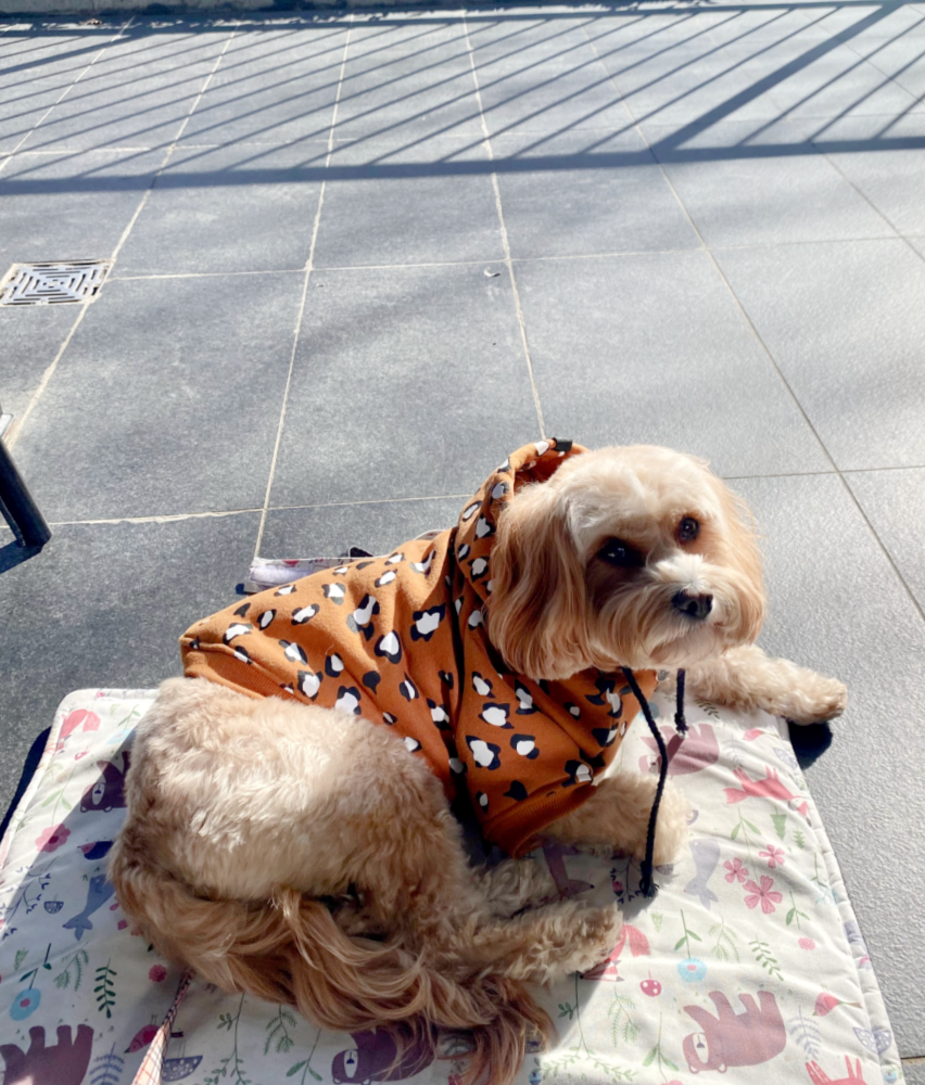 a cavoodle wearing a leopard print hoodie laying outside on a patterned mat in a sunny spot