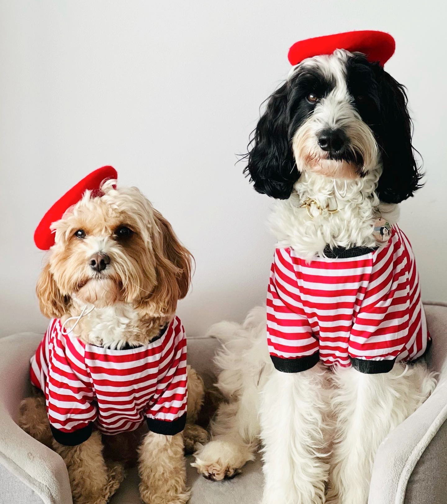 a small apricot cavoodle and a black and white labradoodle sitting on a grey pet sofa in matching stripy tees and red  berets