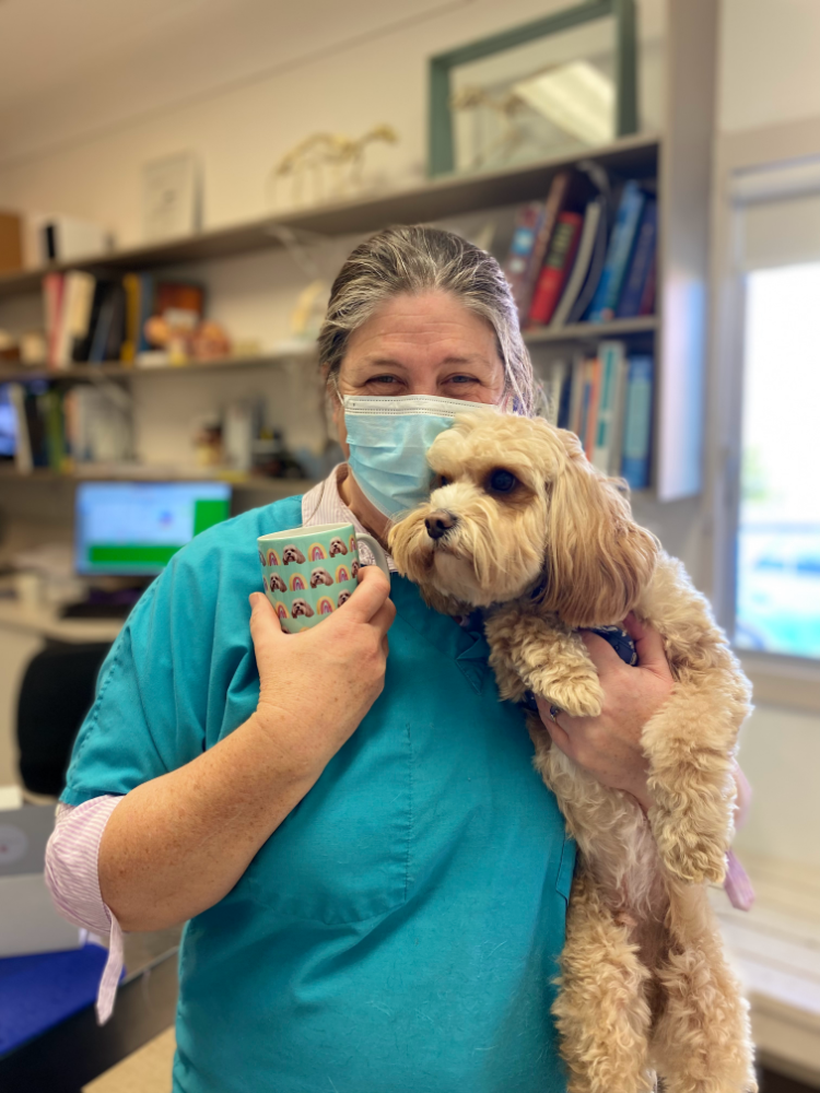 vet cuddling a cavoodle