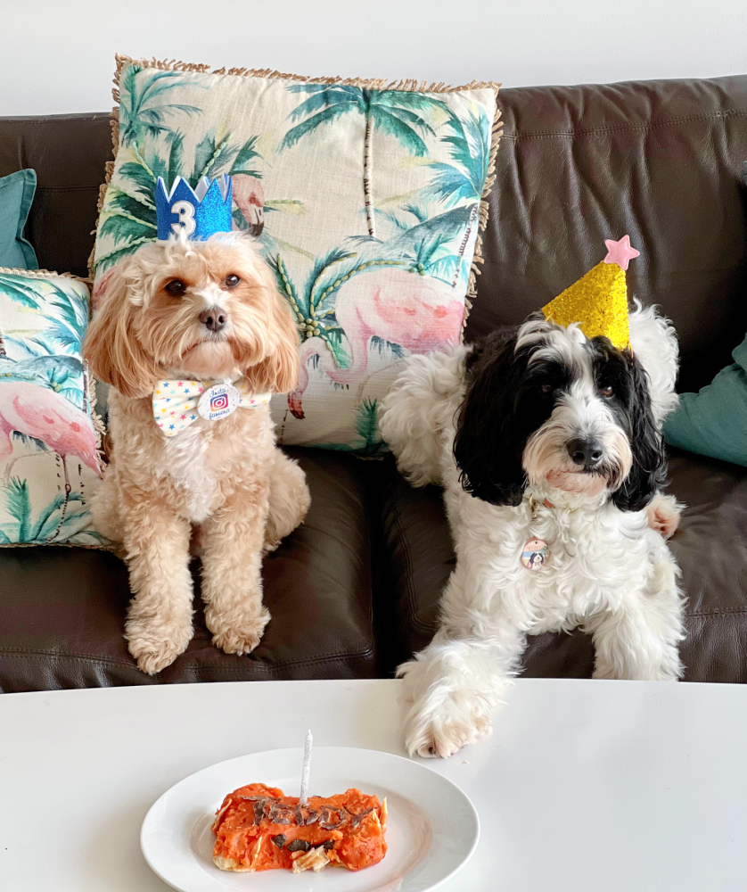 a cavoodle and labradoodle sitting on a brown leather sofa looking at a bone shaped meat cake