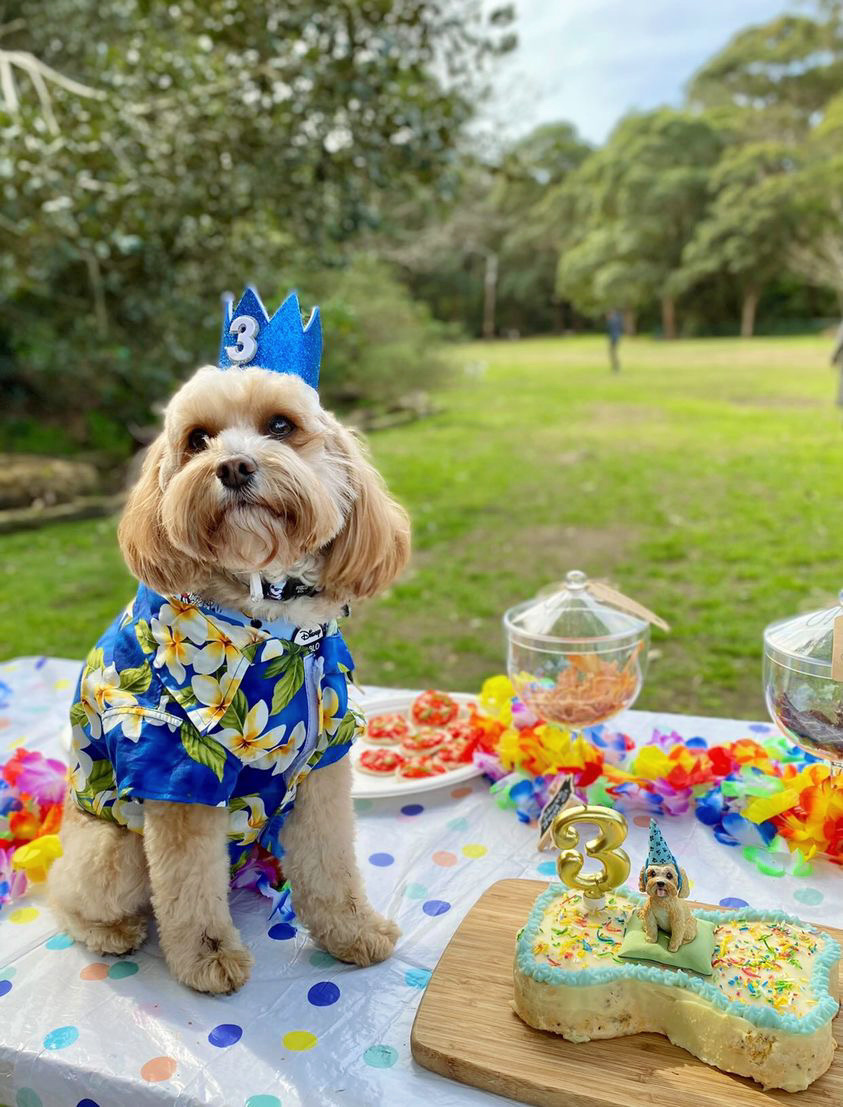 cavoodle wearing blue frangipani hawaiian shirt and blue birthday crown sitting next to a bone shaped birthday cake