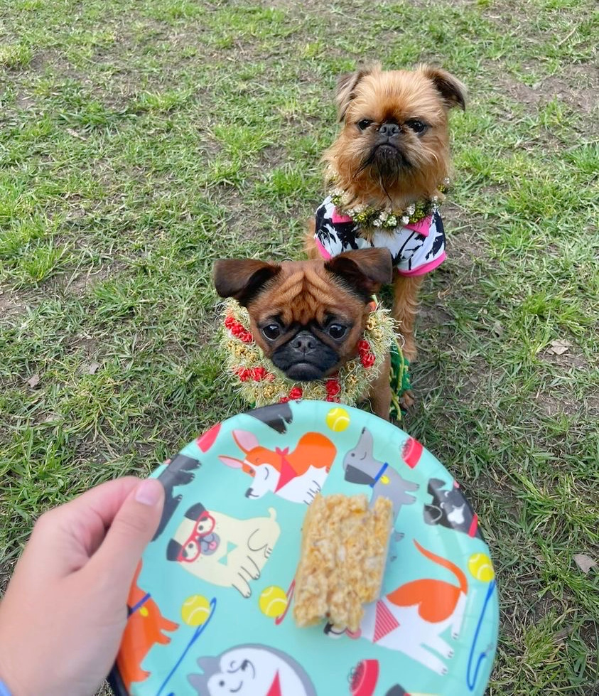 one rough and one smooth brussels griffon staring at a paper plate with some cake on it