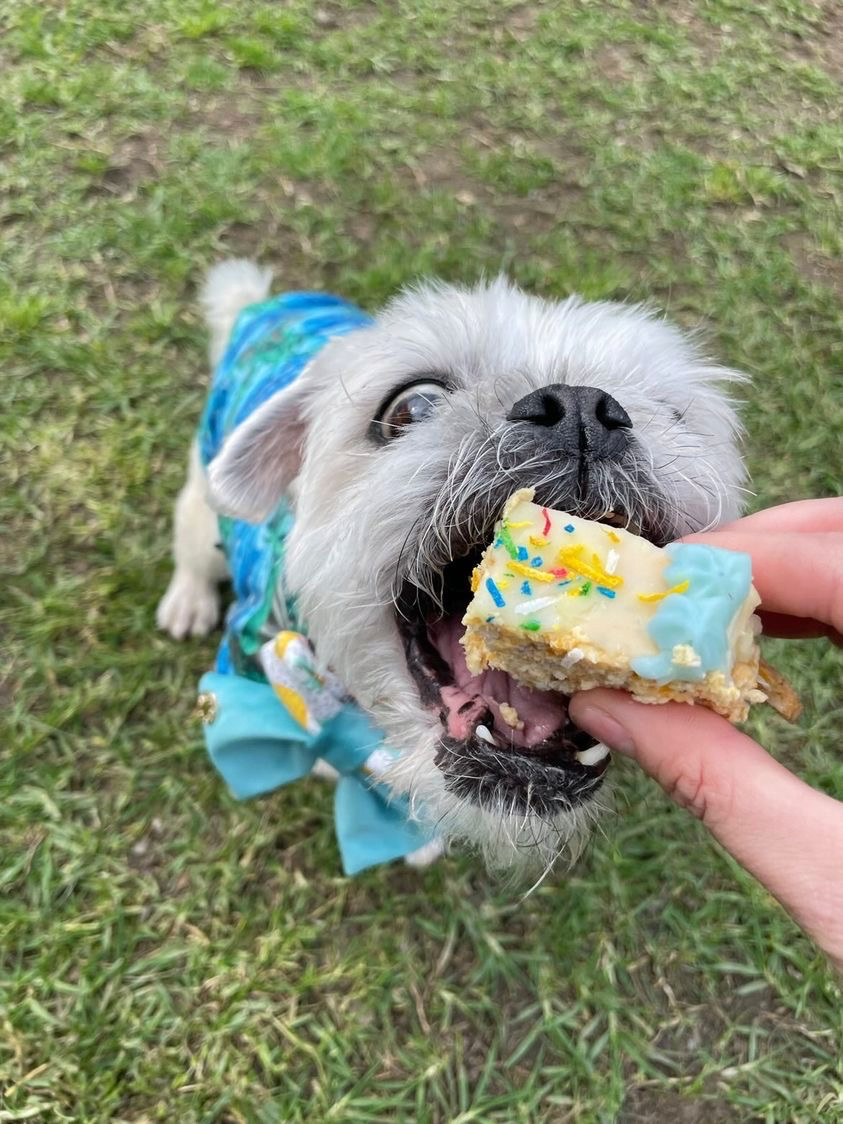 small white dog wearing a blue bow tie with his mouth open being fed a bite sized piece of cake