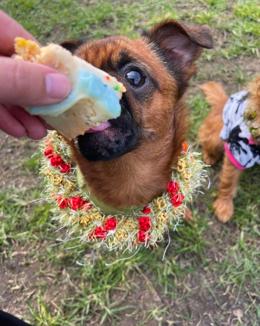 A Brussels Griffen dog eating cake